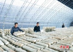 （新春走基层）山西上党：菌棒管护不停歇 香菇飘香庆丰年